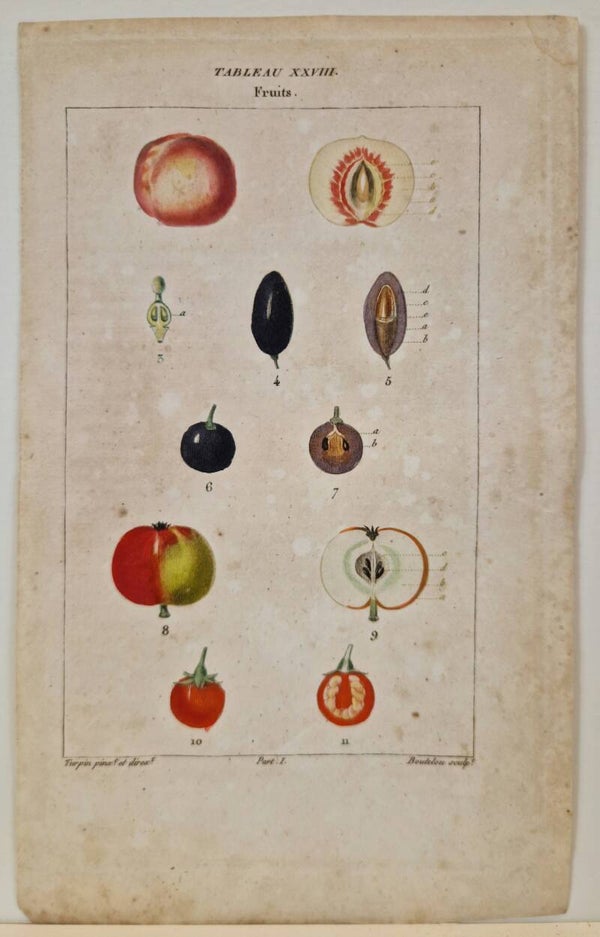 Fruits. Turpin 1835.