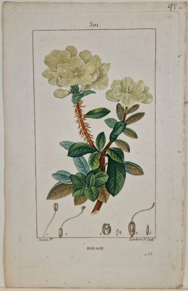 Rosage. Turpin 1815.