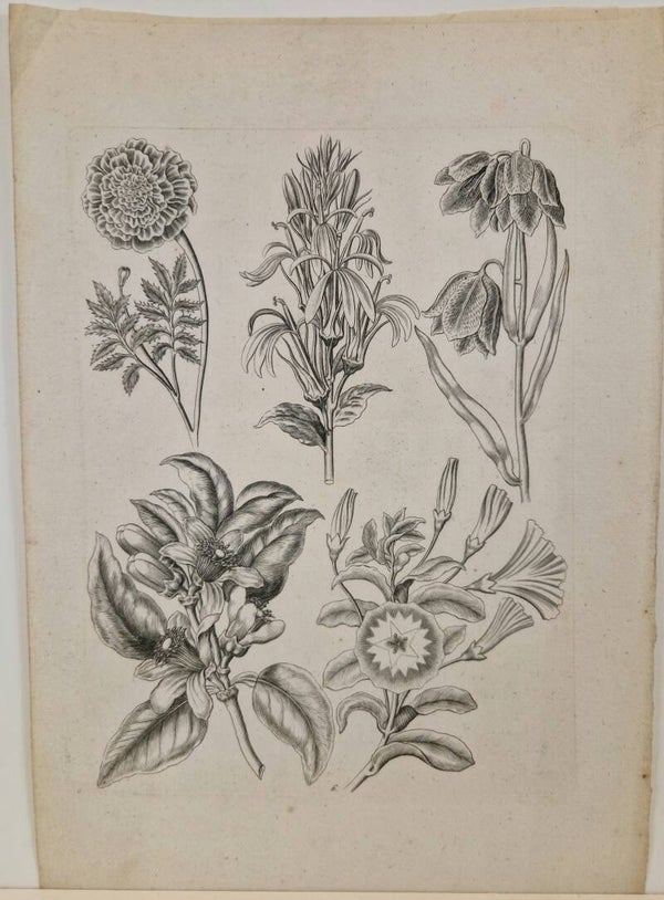Gravure bloemen 18??.