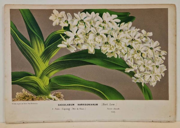 Saccolabium Harrisonianum. L van Houtte 1860.