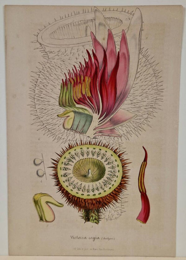 Victoria Regia.  L van Houtte 1860.