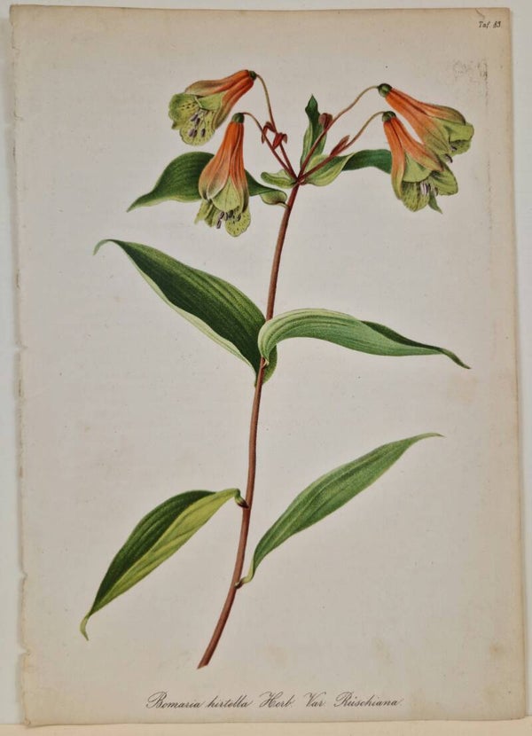 Dircaea Cardinalis. A.Kolb 1853.