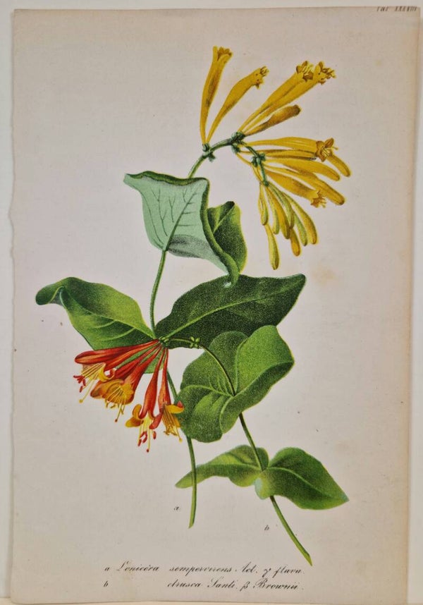 Lenicera sempervurens. A.Kolb  1853.