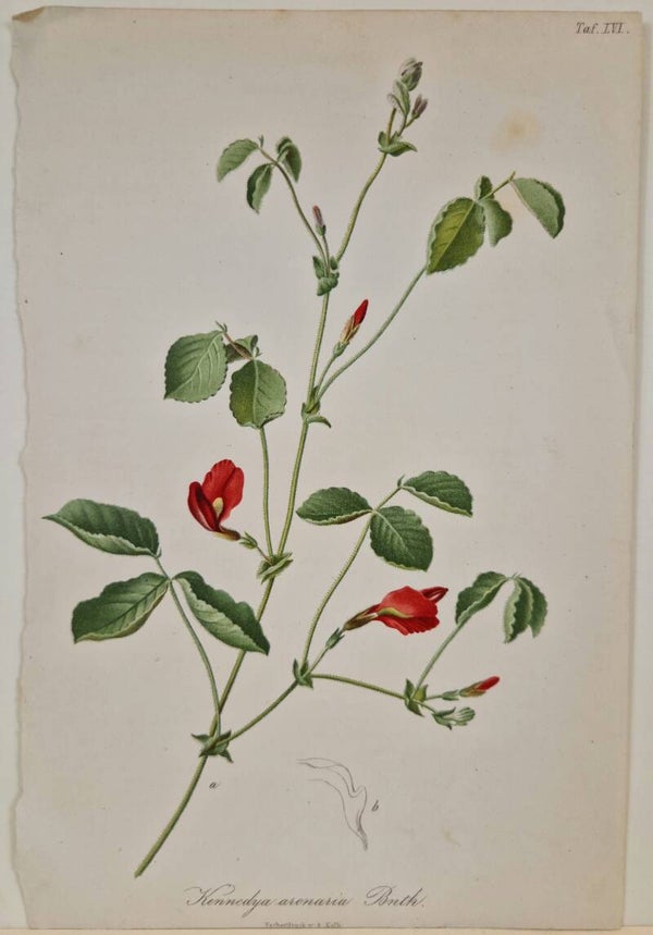 Kennedya Arenaria. A.Kolb  1853.