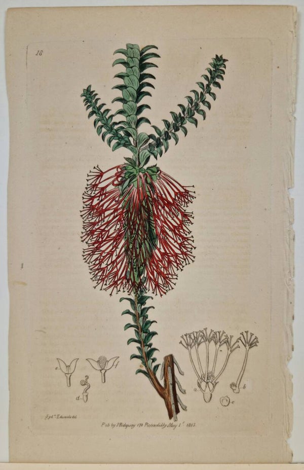 Botanisch.  S.Edwards  1815.