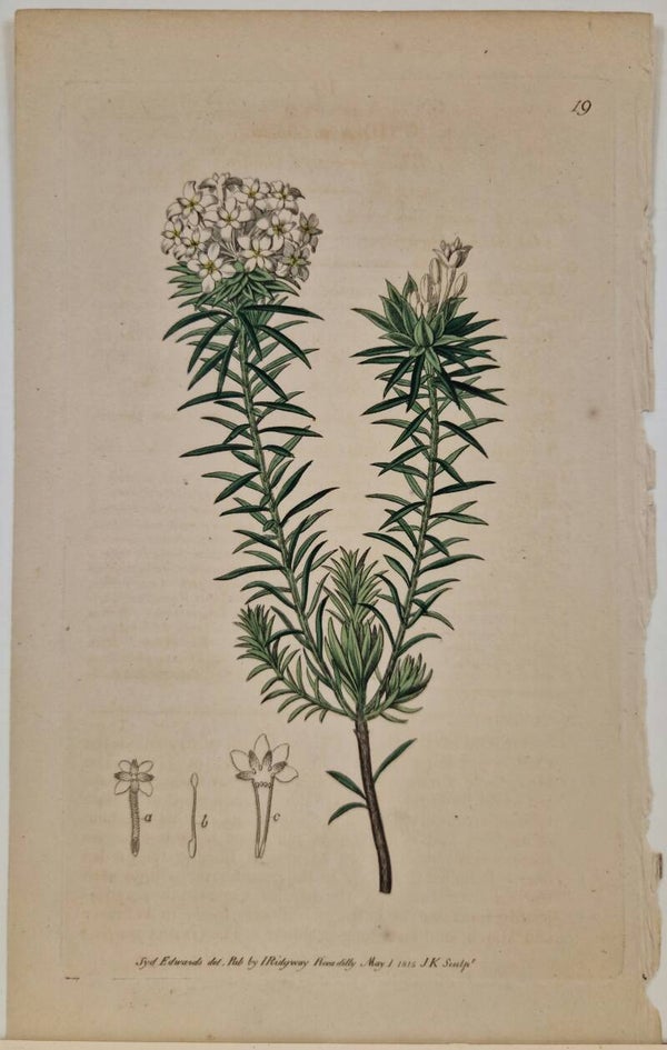 Botanisch.  S.Edwards  1815.