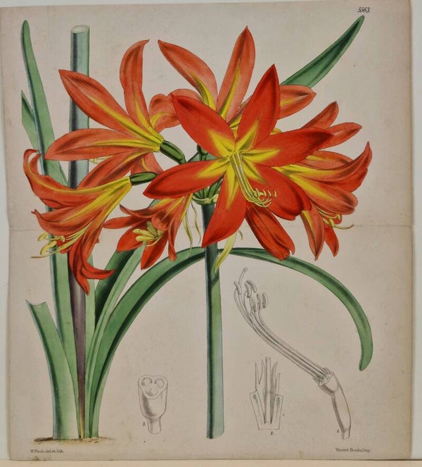 Botanisch.  Vincent Brooks 1815.