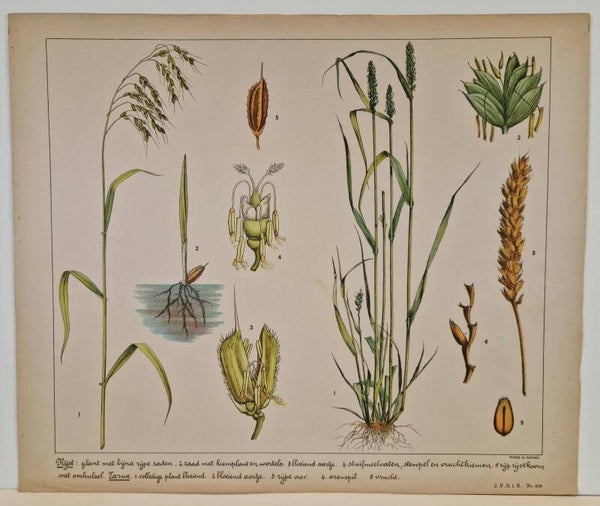 Rijstplant. G.B.Schubert 1840.