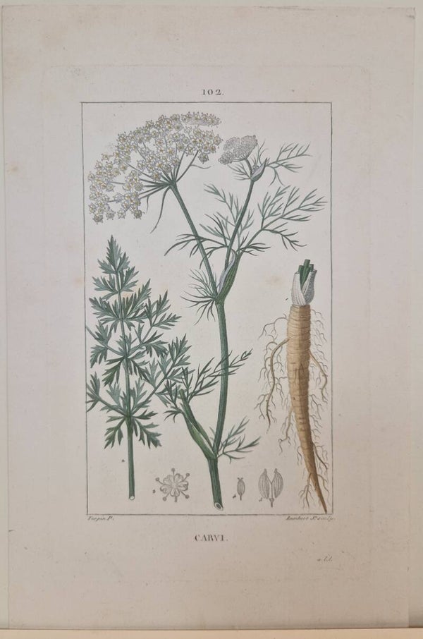 Carvi. Turpin 1814.