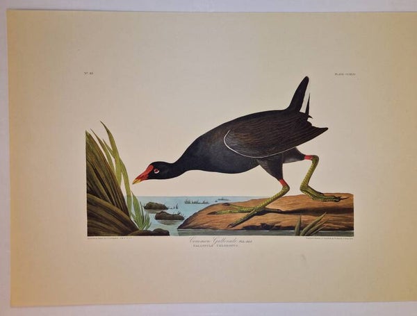 Common Gallinule. Audubon 1971.