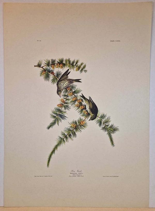 Pine Finch.  Audubon 1971.