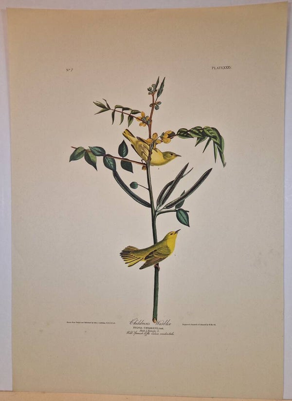 Children's Warbler.  Audubon 1971.
