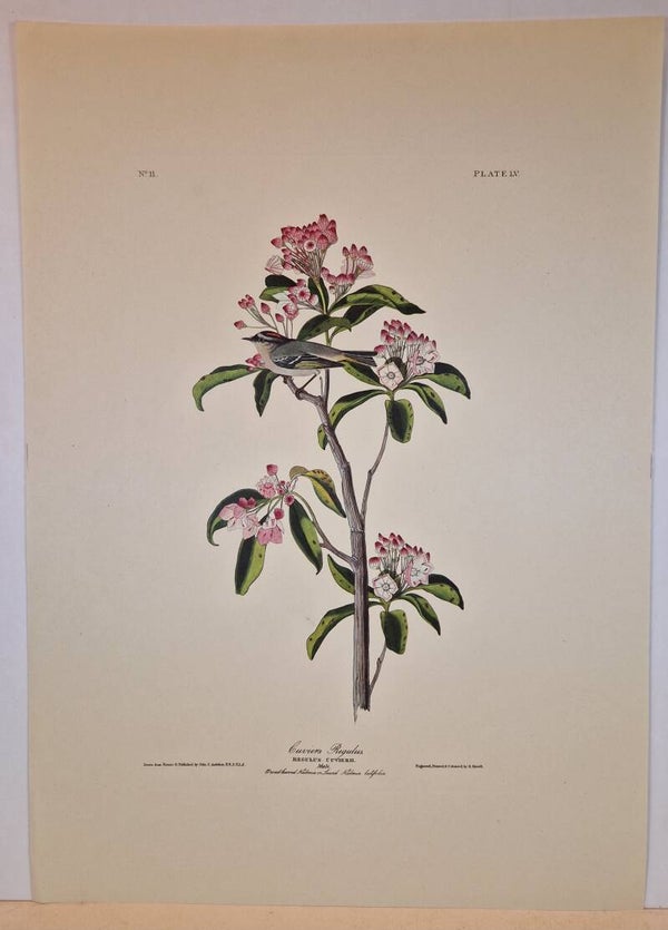 Cuvier's Regulus.  Audubon 1971.