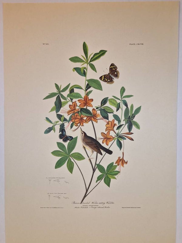 Brown Headed Worm eating Finch. Audubon 1971.