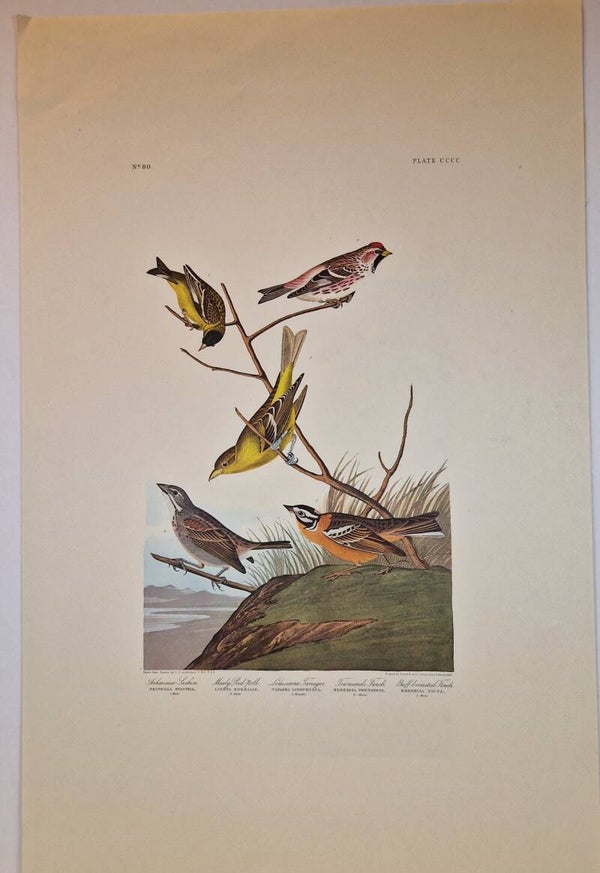 5 verschillende vogels waaronder 2 vinken. Audubon 1971.