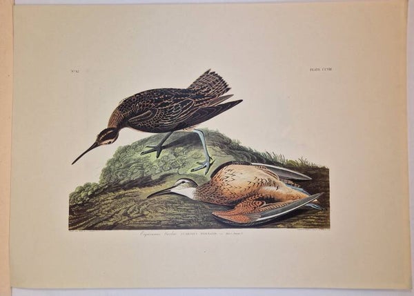 Esquimaux Burlew.  Audubon 1971.