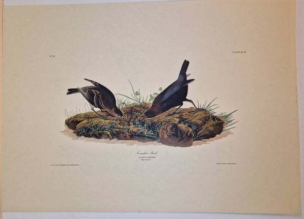 Bowpen Bird. Audubon 1971.