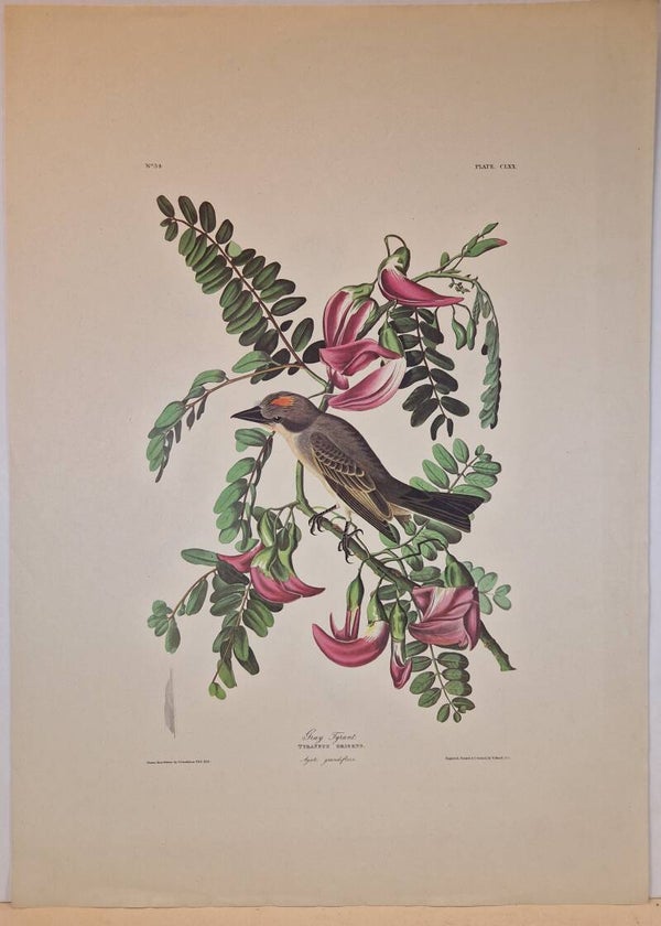 Grey Tyrant . Audubon 1971.