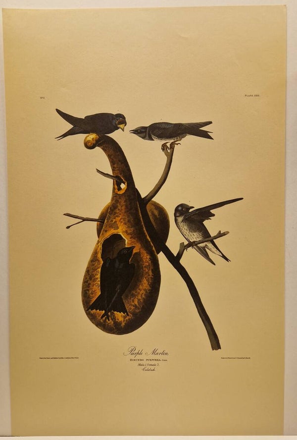 Purple Martin. Audubon 1971