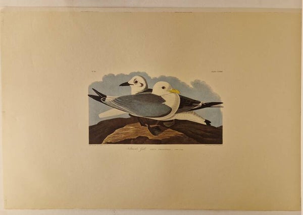 Kittiwake gull. Audubon 1971.