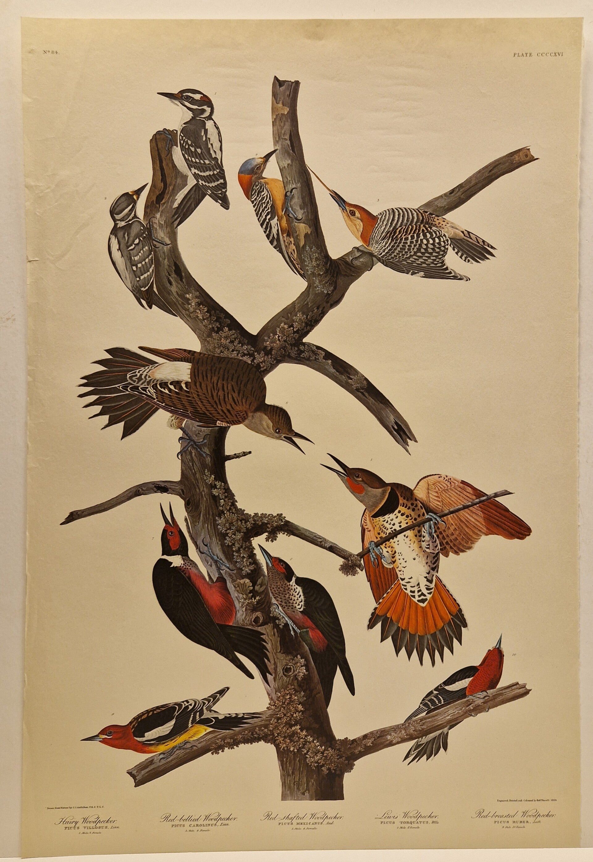 5 woodpeckers. Audubon 1971.