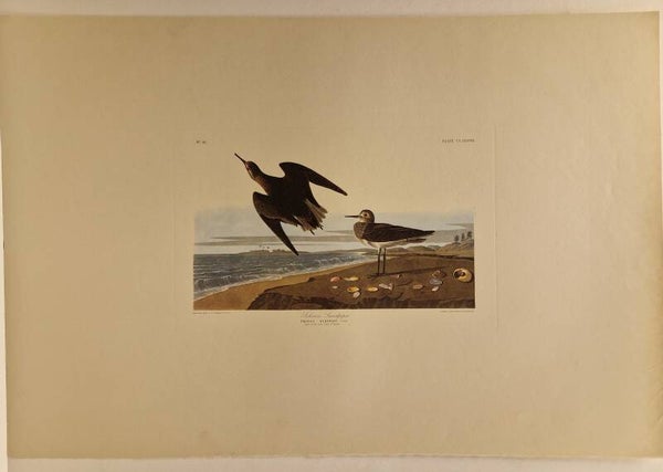 Schinz's Sandpiper. Audubon 1971.