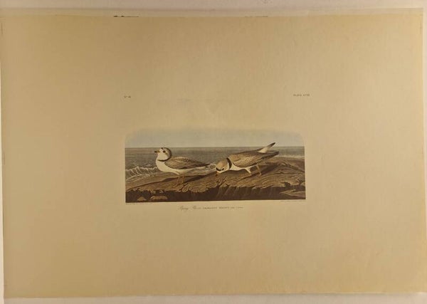 Piping Plover. Audubon 1971.