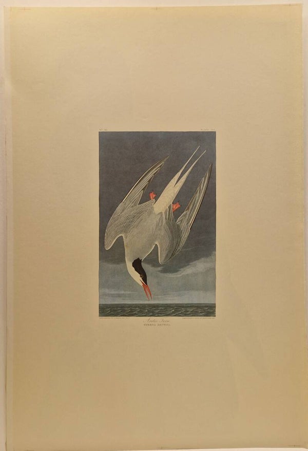 Artic Fern. Audubon 1971.