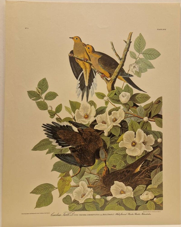 Carolina Turtle Dove. Audubon 1971.
