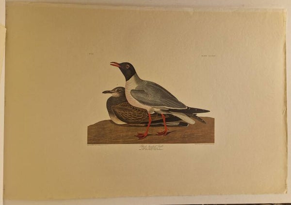 Black-headed Gull. Audubon 1971.