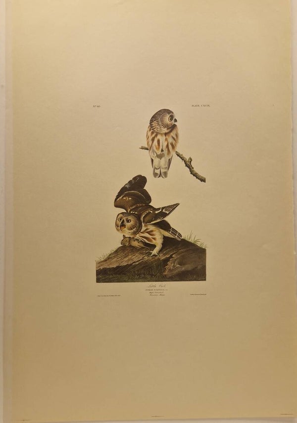 Little Owl. Audubon 1971.