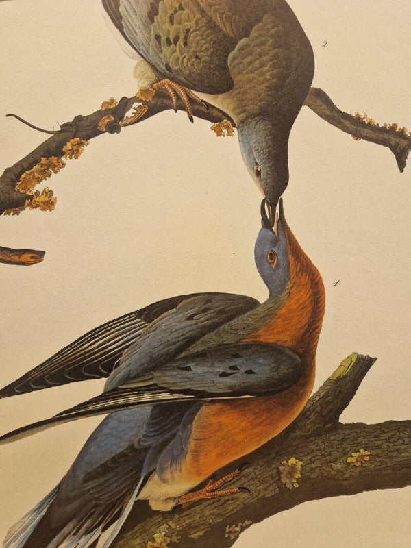 Passenger pigeon. Audubon. 1971.