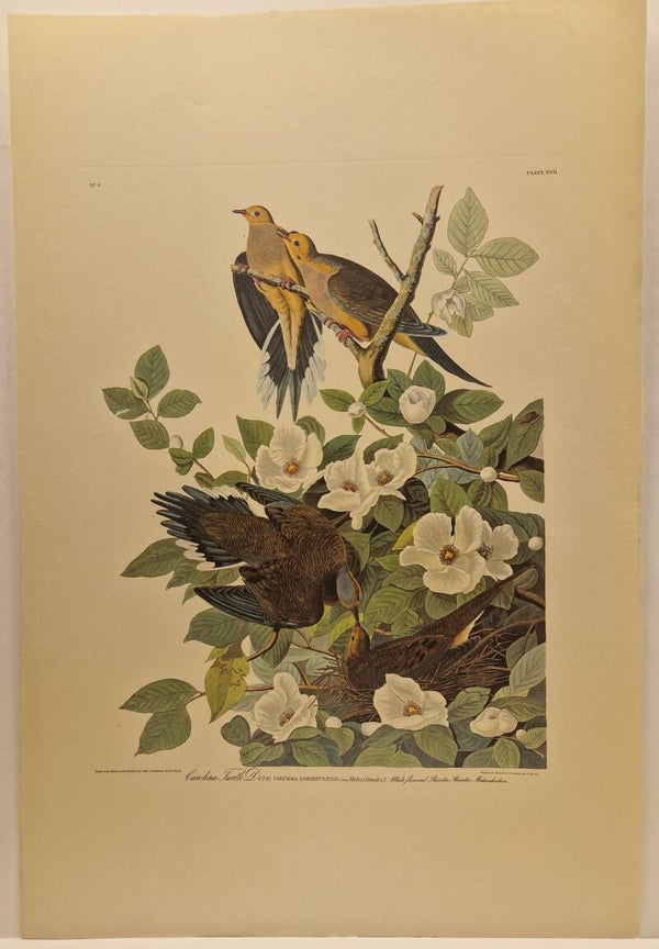 Carolina Turtle Dove. Audubon 1971.