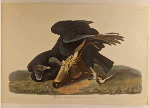 Black vulture or Carron crow. Audubon 1971.