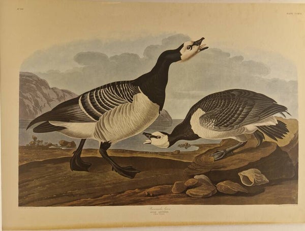 Barnacle goose. Audubon 1971.