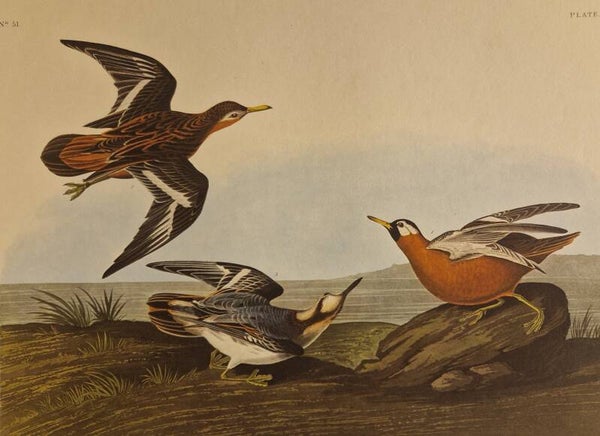 Red Phalarope. Audubon 1971.