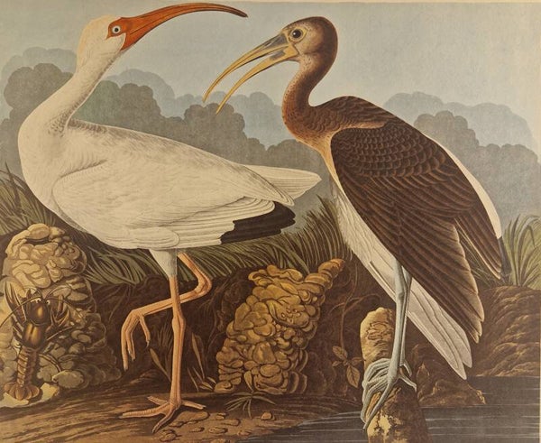 White ibis. Audubon 1971.