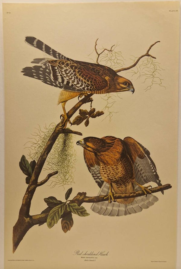Red-shouldered hawk. Audubon 1971.