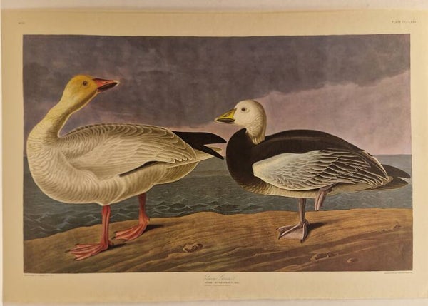 Snow goose. Audubon 1971.