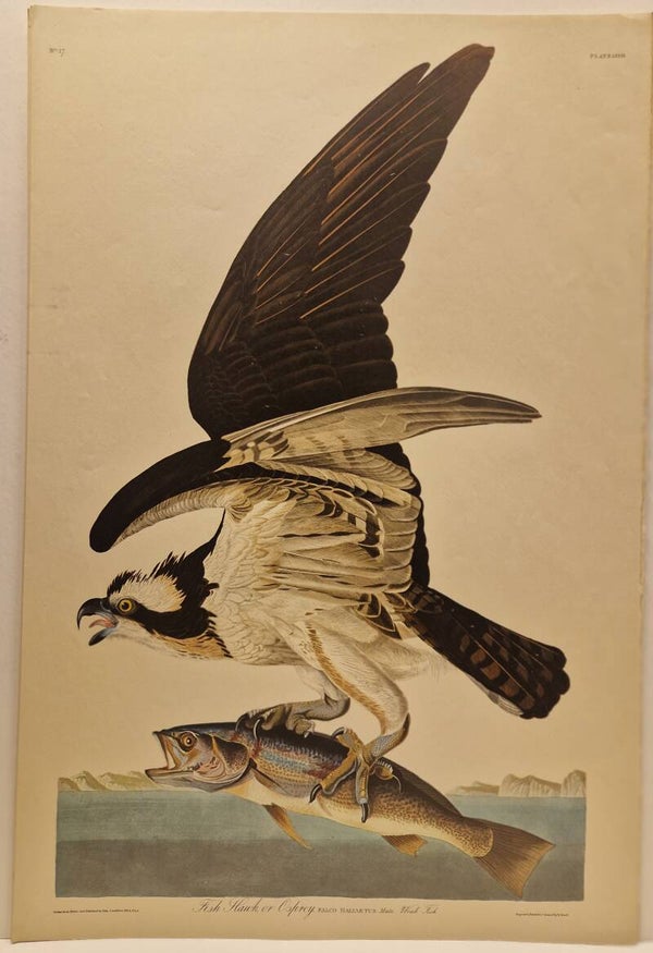 Fish hawk or Osprey. Audubon 1971.