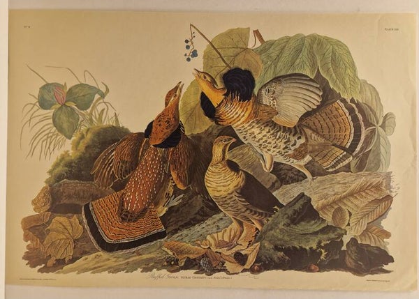 Ruffed grouse. Audubon 1971.
