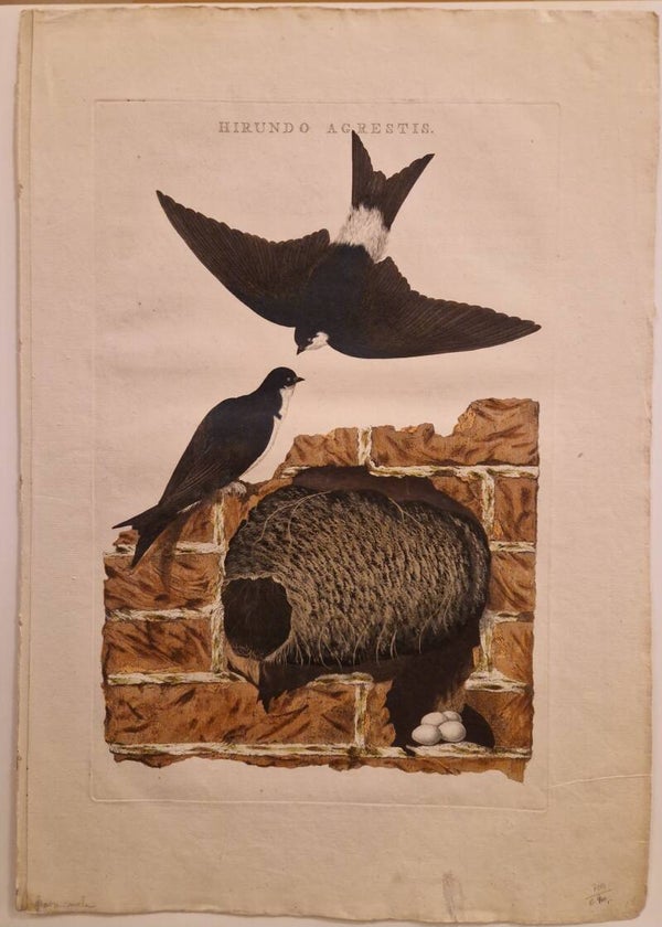 Hirundo Agrestis. De Huiszwaluw. Sepp en Nozeman.