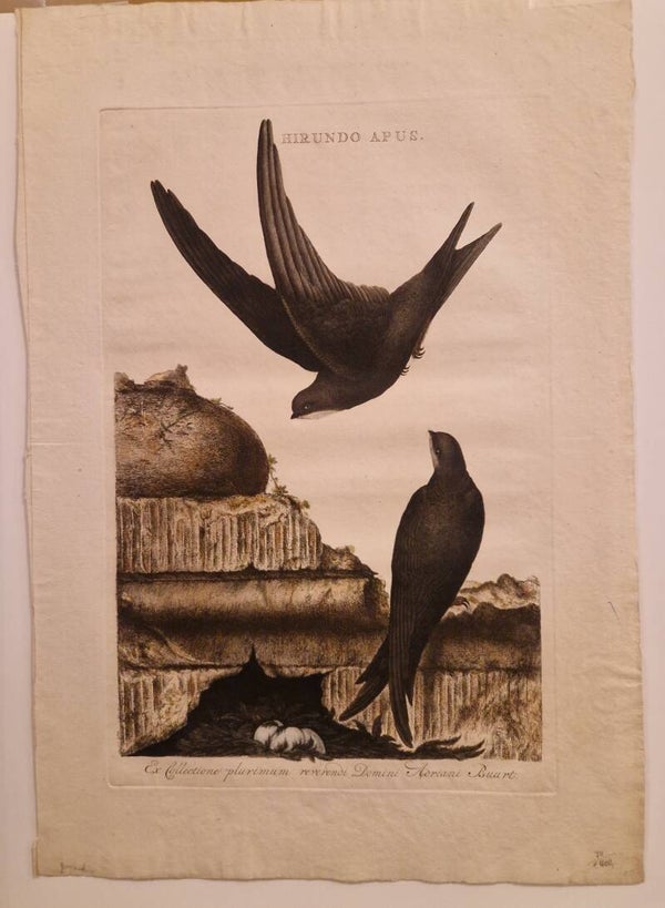 Hirundo Apus. De Gierzwaluw. Sepp en Nozeman.