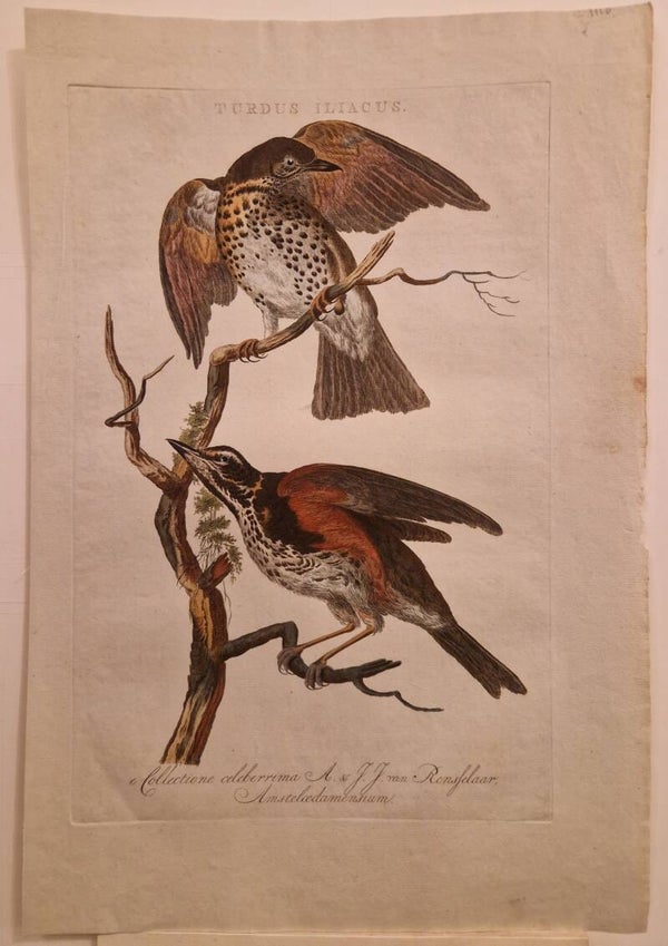 Turdus Iliacus. De Koperwiek. Sepp en Nozeman.