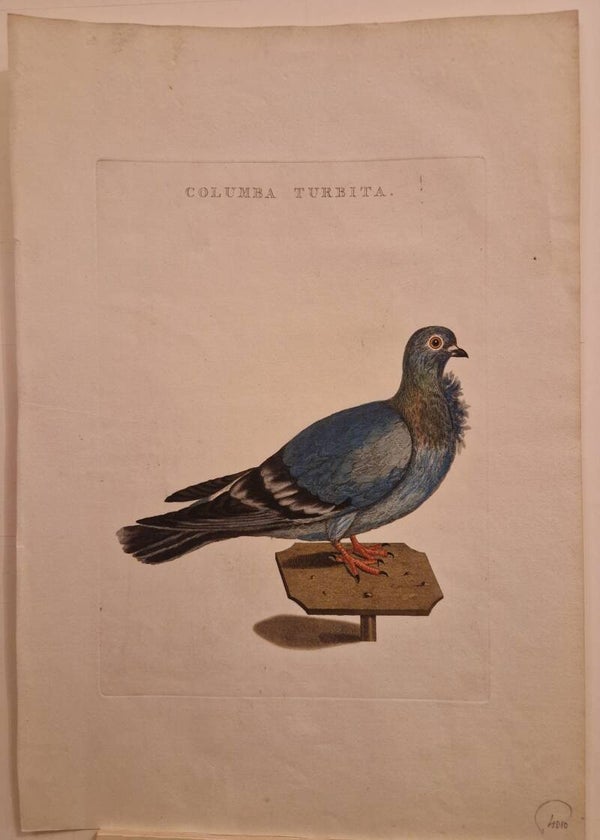 Colomba Turbita. De Meeuwduif of Meeuwtje. Sepp en Nozeman.