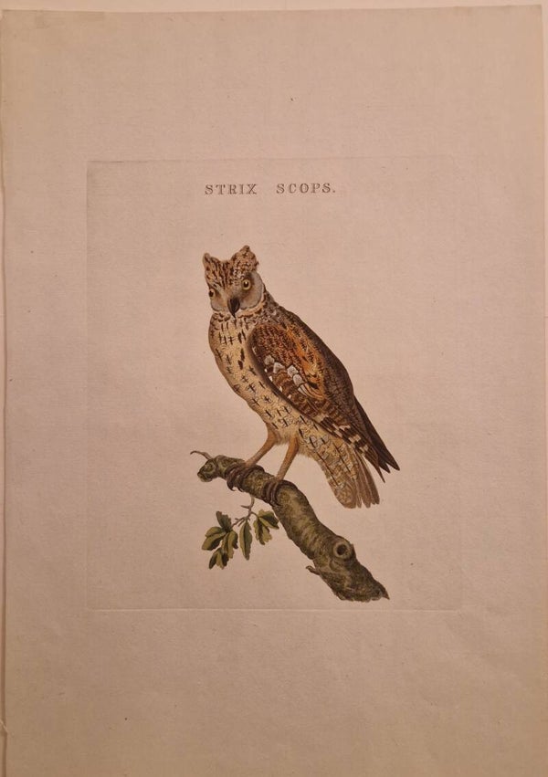 Strix Scops. Dwergooruil. Sepp en Nozeman.