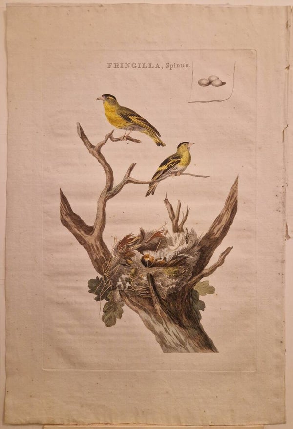 Fringilla, spinus. De Sijs. Sepp en Nozeman.