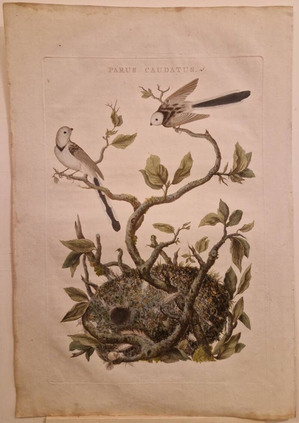 Parus Caudatus.  De staartmees. Sepp en Nozeman.