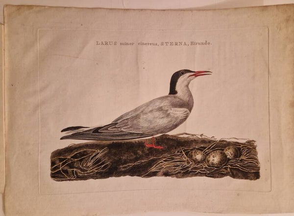 Larus, minor. Meeuw. Sepp en Nozeman.