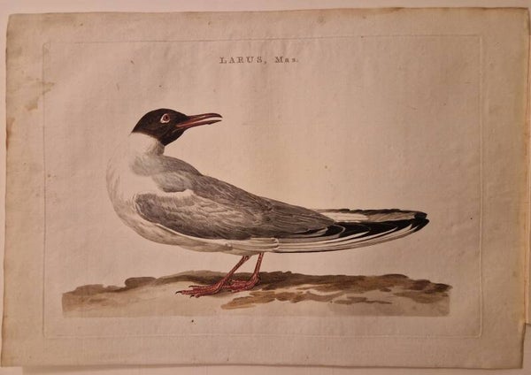 Larus, mas.  Meeuw. Sepp en Nozeman.